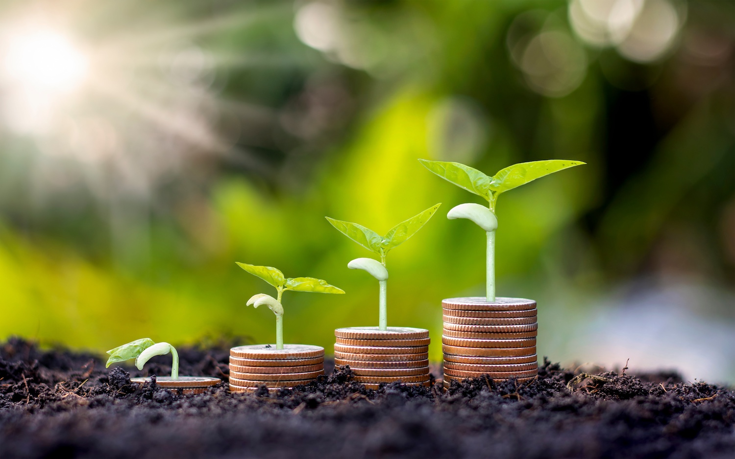 Coins and plants are grown on a pile of coins for finance and banking. The idea of saving money and increasing finances.